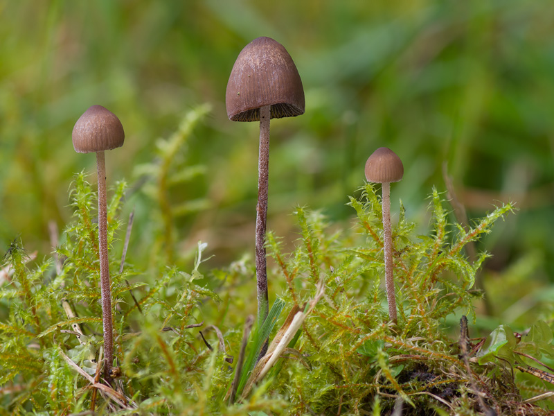 Panaeolus acuminatus